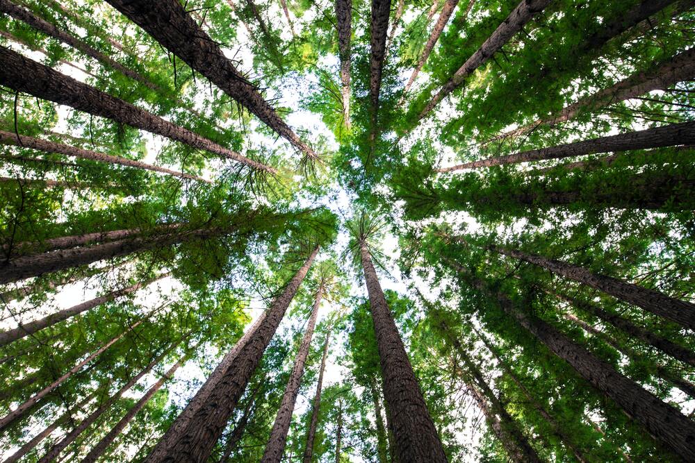 How Many Trees are in Your Trash?